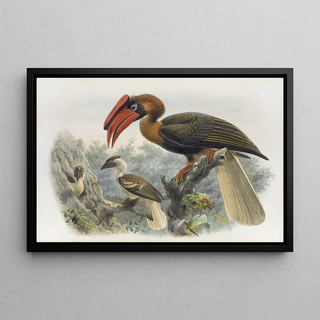Daniel Giraud Elliot - Hydrocorax planicornis.webp
