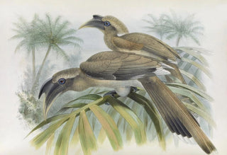 Daniel Giraud Elliot - Lophoceros birostris.webp