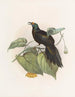 Paradigalla carunculata - Daniel Giraud Elliot — vy av konstverket