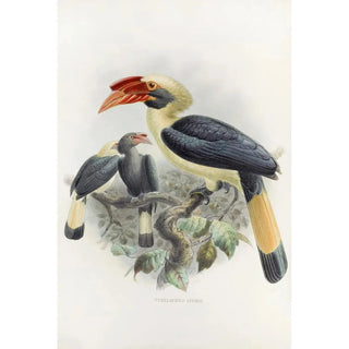 Daniel Giraud Elliot - Penelopides affinis.webp
