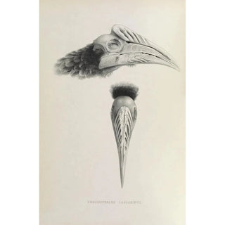 Daniel Giraud Elliot - Pholidophalus casuarinus.webp