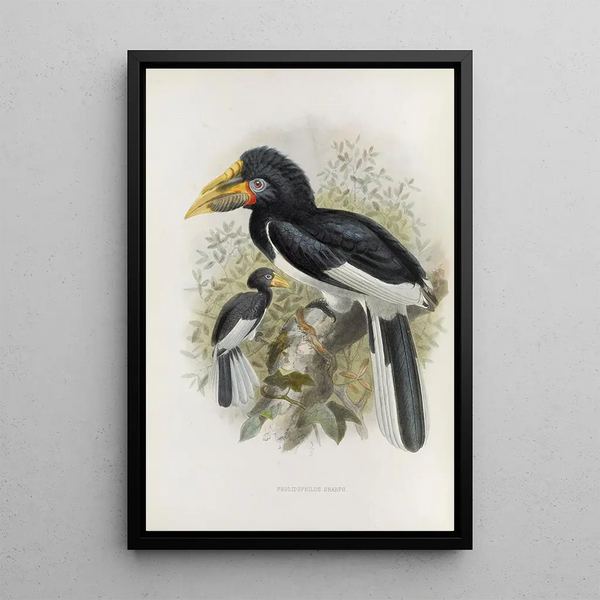 Reproduktion av målningen Pholidophalus sharpii - Daniel Giraud Elliot