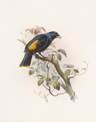 Daniel Giraud Elliot - Ptilonorhynchus Rawnsleyi.webp