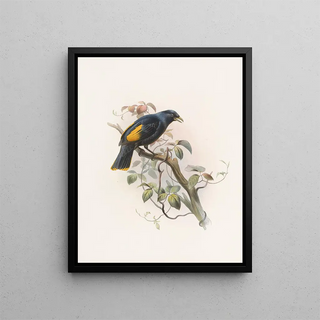 Daniel Giraud Elliot - Ptilonorhynchus Rawnsleyi.webp