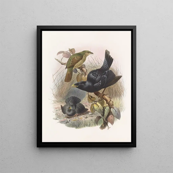 Ptilorhynchus violaceus - Daniel Giraud Elliot — inramlat konstverk på väggen