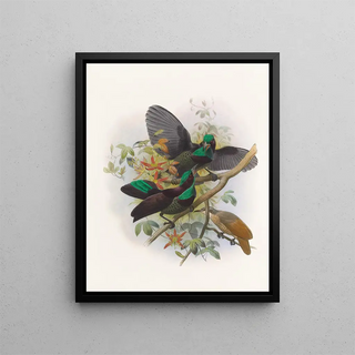 Daniel Giraud Elliot - Ptiloris Victorie.webp