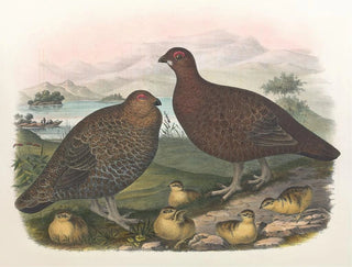 Daniel Giraud Elliot - Red Grouse.webp