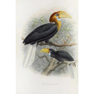 Daniel Giraud Elliot - Rhytidoceros narcondami.webp