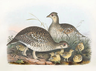 Daniel Giraud Elliot - SharpTailed Grouse.webp
