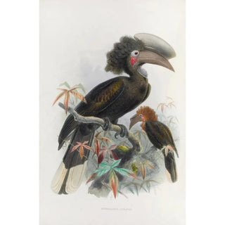 Daniel Giraud Elliot - Sphagolobus atratus.webp