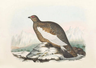 Daniel Giraud Elliot - Spitzbergen Ptarmigan.webp