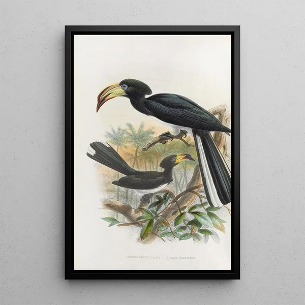 Reproduktion av målningen Tockus fasciatus Tockus semifasciatus - Daniel Giraud Elliot