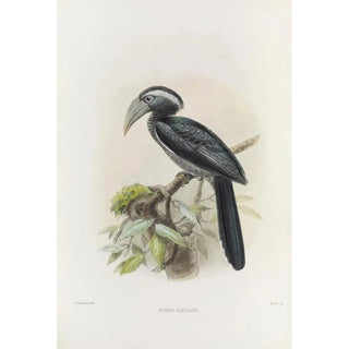 Daniel Giraud Elliot - Tockus hartlaubi.webp