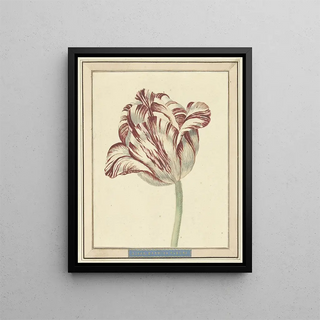 Danil Marot the younger - Tulp met de naam Bisar Kardinaal de Fleuri.webp