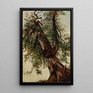 David Johnson - Study of a Cedar.webp