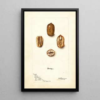 Deborah Griscom Passmore - Carya illinoinensis Sovereign.webp