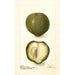Casimiroa edulis - Deborah Griscom Passmore — vy av konstverket