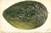Citrullus lanatus Turkestan - Deborah Griscom Passmore — vy av konstverket