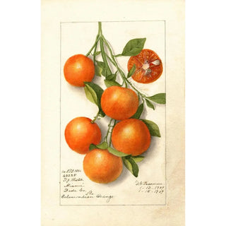Deborah Griscom Passmore - Citrus Calamondian.webp