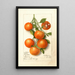 Citrus Calamondian - Deborah Griscom Passmore — inramlat konstverk på väggen