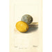 Citrus limon - Deborah Griscom Passmore — vy av konstverket