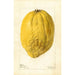 Citrus medica - Deborah Griscom Passmore — vy av konstverket