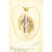 Reproduktion av målningen Citrus medica Citron de commerce - Deborah Griscom Passmore