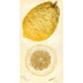 Citrus medica Lyman - Deborah Griscom Passmore — vy av konstverket
