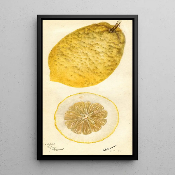 Citrus medica Lyman - Deborah Griscom Passmore — inramlat konstverk på väggen