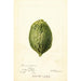 Reproduktion av målningen Citrus medica Pomo d'Adams - Deborah Griscom Passmore