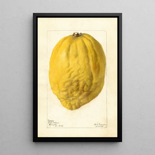 Deborah Griscom Passmore - Citrus medica.webp