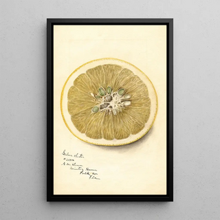 Deborah Griscom Passmore - Citrus paradisi Silver Cluster.webp