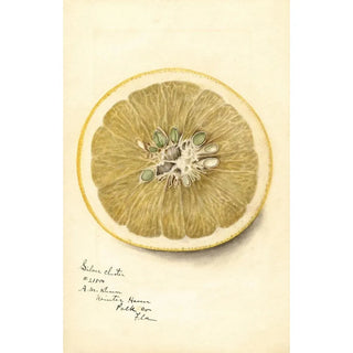 Deborah Griscom Passmore - Citrus paradisi Silver Cluster.webp