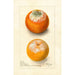 Citrus sinensis - Deborah Griscom Passmore — vy av konstverket