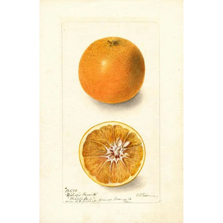 Deborah Griscom Passmore - Citrus sinensis Bishops Favorite.webp