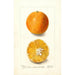 Citrus sinensis brasiliansk - Deborah Griscom Passmore — vy av konstverket