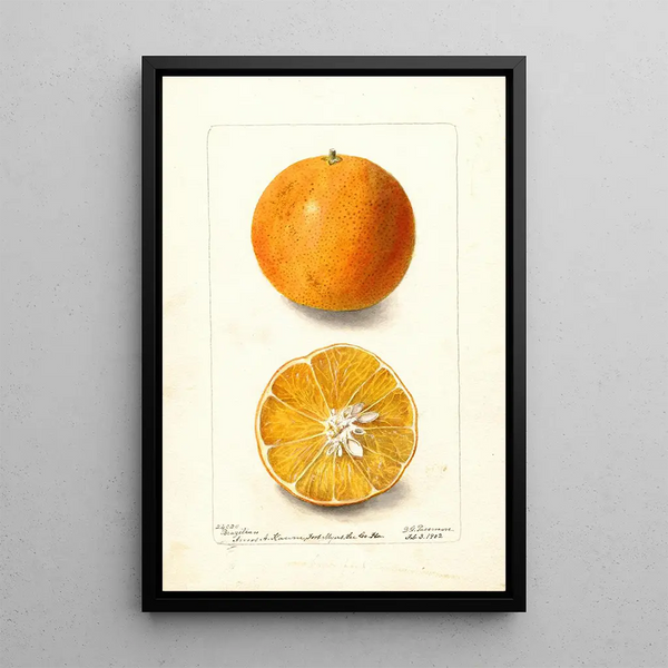 Citrus sinensis brasiliansk - Deborah Griscom Passmore — inramlat konstverk på väggen