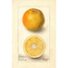 Citrus sinensis Conners Seedling - Deborah Griscom Passmore — vy av konstverket