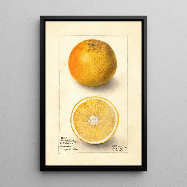 Citrus sinensis Conners Seedling - Deborah Griscom Passmore — inramlat konstverk på väggen