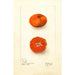 Citrus sinensis Early UnShu - Deborah Griscom Passmore — vy av konstverket