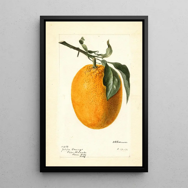 Citrus sinensis Joppa - Deborah Griscom Passmore — inramlat konstverk på väggen