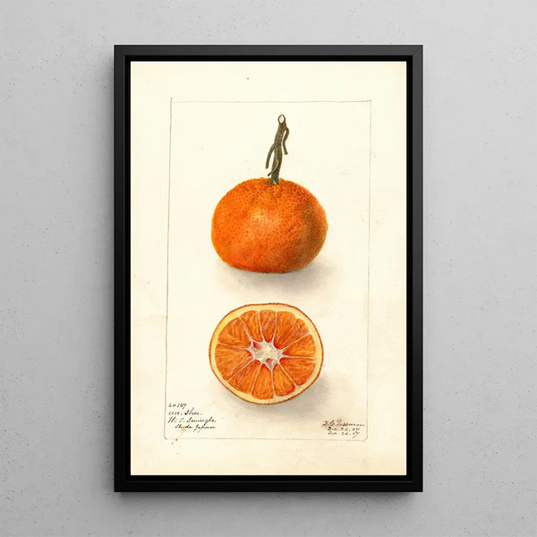 Reproduktion av målningen Citrus sinensis UnShu - Deborah Griscom Passmore