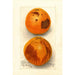 Citrus sinensis Washington Navel - Deborah Griscom Passmore — vy av konstverket