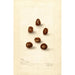 Corylus Korean - Deborah Griscom Passmore — vy av konstverket