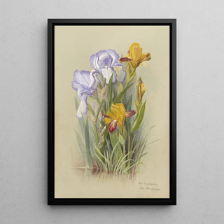 Deborah Griscom Passmore - Deborah Griscom Passmore watercolor album Pl03.webp