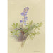 Album d'aquarelles de Deborah Griscom Passmore Pl11 - Deborah Griscom Passmore — vy av konstverket