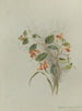 Album akvarell av Deborah Griscom Passmore Pl15 - Deborah Griscom Passmore — vy av konstverket