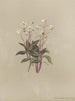 Album akvarell av Deborah Griscom Passmore Pl23 - Deborah Griscom Passmore — vy av konstverket