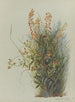Album akvarell av Deborah Griscom Passmore Pl27 - Deborah Griscom Passmore — vy av konstverket