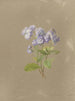 Album akvarell av Deborah Griscom Passmore Pl36 - Deborah Griscom Passmore — vy av konstverket